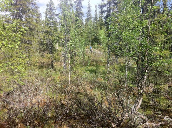 Översyn och planering av pass